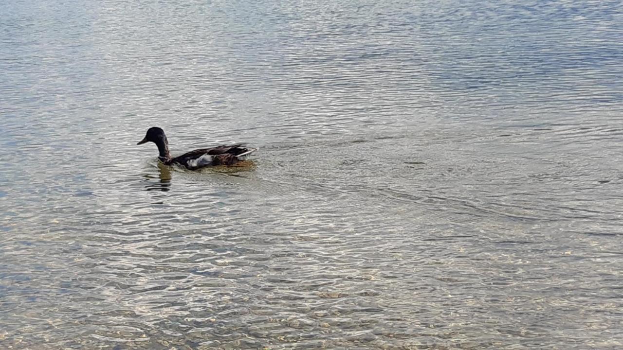 Wildente Am See 마이스호펜 외부 사진